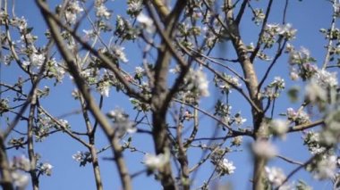 Elma ağacının bir dalı çiçek açıyor..