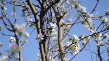 Elma ağacının bir dalı çiçek açıyor..