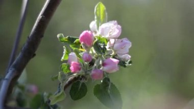 Elma ağacının bir dalı çiçek açıyor..