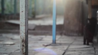 Kara kedi yaklaş. Başını hareket ettir.