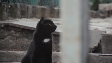 Kara kedi yaklaş. Başını hareket ettir.