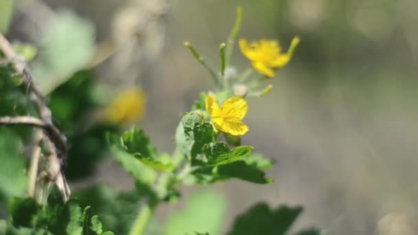 Primavera Fiore Primo Piano — Video Stock