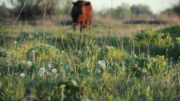 Uma Vaca Pastora Prado Primavera — Vídeo de Stock