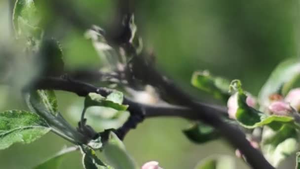 Una Rama Manzano Está Floreciendo — Vídeos de Stock