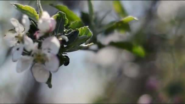 Ramo Uma Macieira Está Florescendo — Vídeo de Stock
