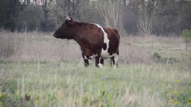 Een Koe Graast Een Lenteweide — Stockvideo