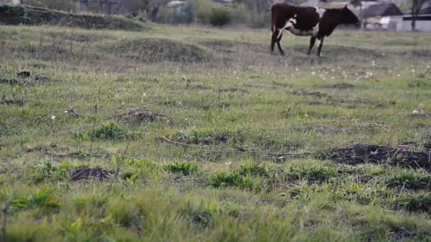 Une Vache Broute Dans Une Prairie Printanière — Video