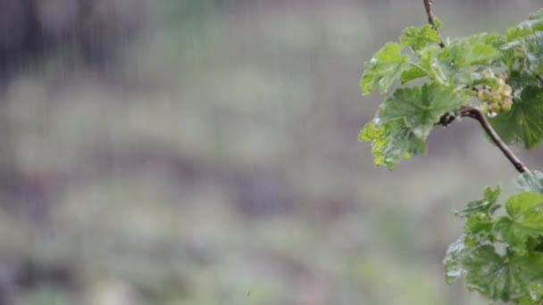 散水時のスグリの茂み — ストック動画