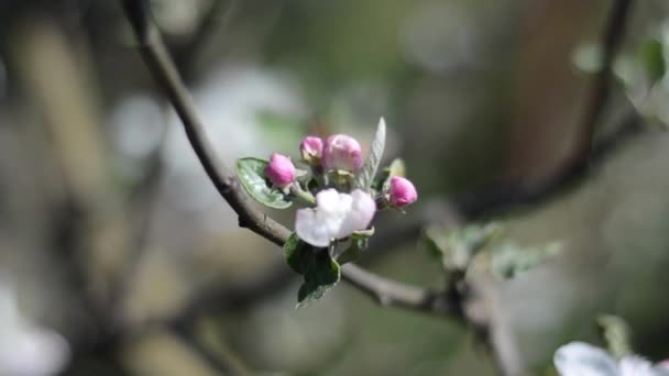 Une Branche Pommier Fleurit — Video