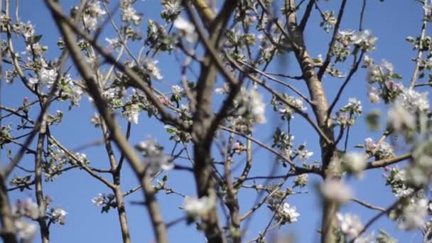 Ein Zweig Eines Apfelbaums Blüht — Stockvideo