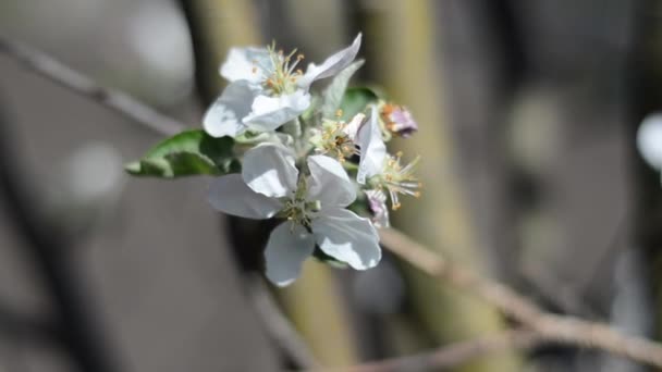 Une branche de pommier fleurit .
