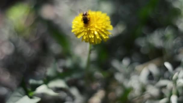 Dente Leone Fiore Primo Piano Ape Impollinazione Fiore — Video Stock