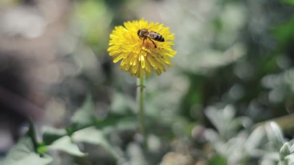 Цветущий Одуванчик Крупным Планом Пчелиный Опыляющий Цветок — стоковое видео