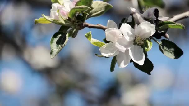 Elma Ağacının Bir Dalı Çiçek Açıyor — Stok video