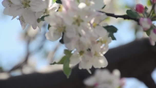 Een Tak Van Een Appelboom Bloeit — Stockvideo