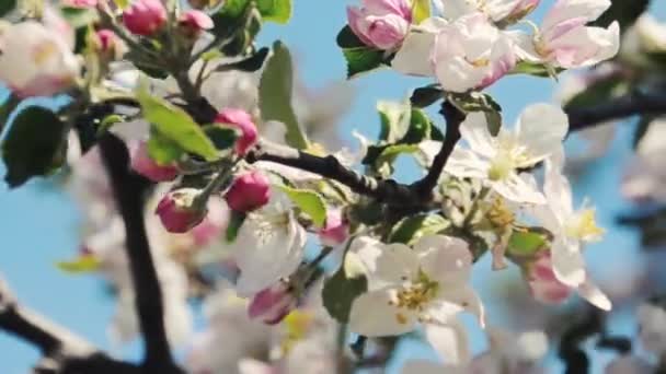 Gren Ett Äppelträd Blommar — Stockvideo