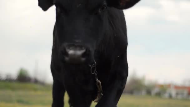 Cow Grazes Spring Meadow — Stock Video