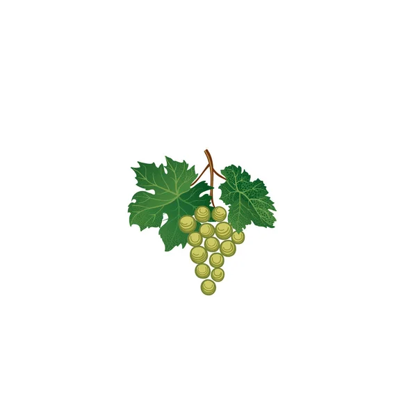 Ramo de uva con hojas — Vector de stock