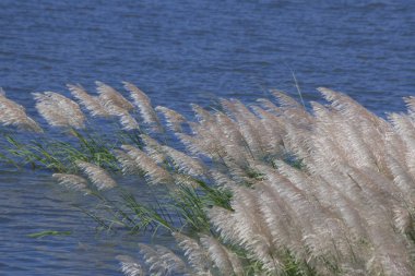 Yaprak ve çiçek arkaplanı, doğa arkaplanı