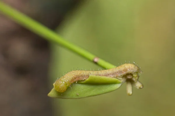 Verme Visão Macro Inseto Natureza Animal Natureza — Fotografia de Stock