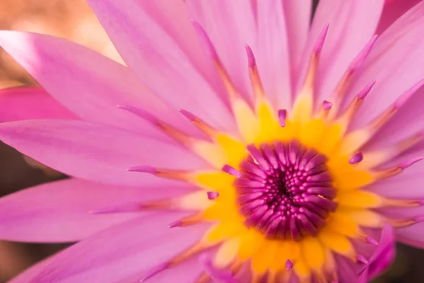 Fundo Abtsract Folha Flor Fundo Natureza — Fotografia de Stock