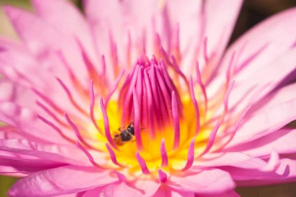 Tło Liści Kwiatów Abtsract Tło Natury — Zdjęcie stockowe