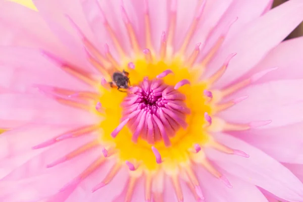 Het Blad Bloem Abtsract Achtergrond Natuur Achtergrond — Stockfoto