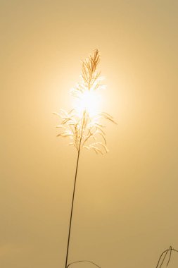 Doğadaki çimen çiçeği soyut arka plan, güneş ve çiçek doğada