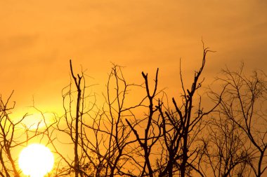 Gün batımındaki ağaç dalı, günbatımının soyut arkaplanı.