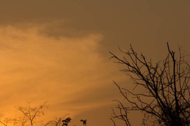 Gün batımındaki ağaç dalı, günbatımının soyut arkaplanı.