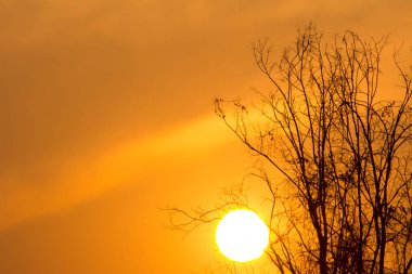Gün batımındaki ağaç dalı, günbatımının soyut arkaplanı.