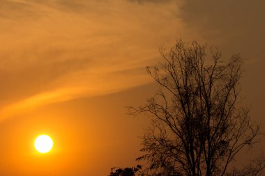 Gün batımındaki ağaç dalı, günbatımının soyut arkaplanı.