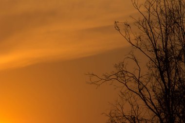 Gün batımındaki ağaç dalı, günbatımının soyut arkaplanı.