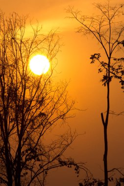 Gün batımındaki ağaç dalı, günbatımının soyut arkaplanı.