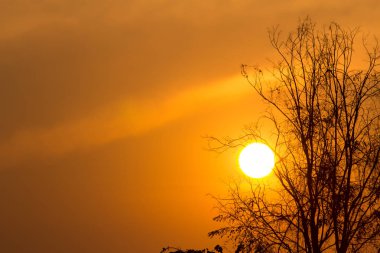 Gün batımındaki ağaç dalı, günbatımının soyut arkaplanı.