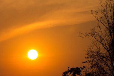 Gün batımındaki ağaç dalı, günbatımının soyut arkaplanı.
