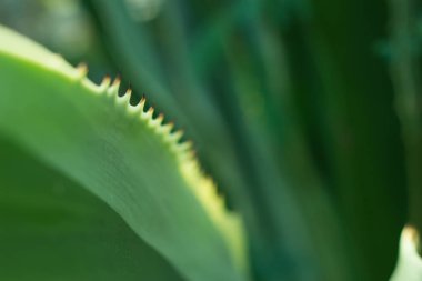 Yaprak dokusu deseni, doğa arka planındaki yaprak.