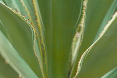 Yaprak dokusu deseni, doğa arka planındaki yaprak.