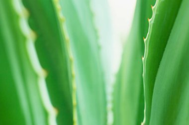 Doğadaki yaprak deseni soyut arkaplan