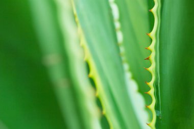 Doğadaki yaprak deseni soyut arkaplan