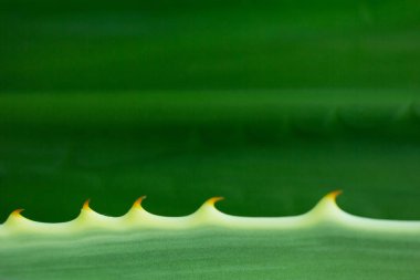 Doğadaki yaprak deseni soyut arkaplan