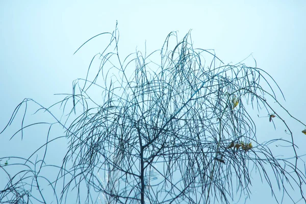 Das Blattmuster Das Blatt Hintergrund Der Natur — Stockfoto