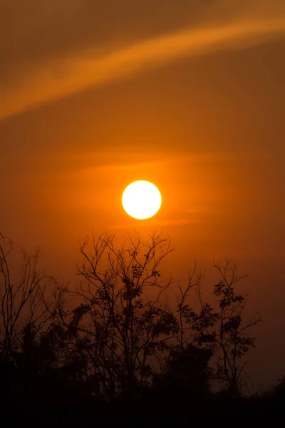 Větvička Při Západu Slunce Abstraktní Pozadí Západu Slunce — Stock fotografie