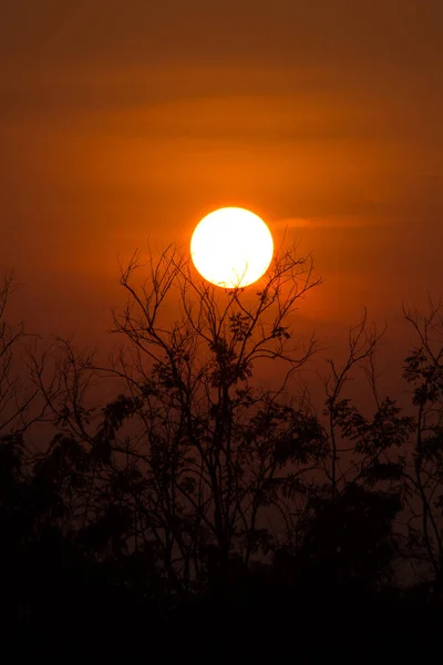 Tree Twig Sunset Sunset Abstract Background — Stock Photo, Image