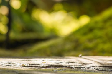 Doğadaki yaprak, doğadaki bitki yaprağı.