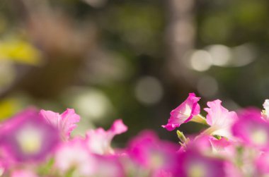 Doğadaki yaprak, doğadaki bitki yaprağı.