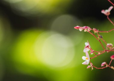 Doğadaki yaprak, doğadaki bitki yaprağı.