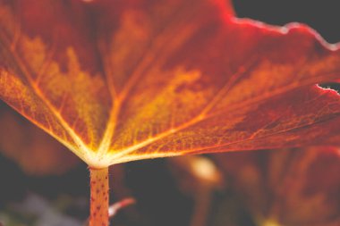 Doğadaki yaprak, doğadaki bitki yaprağı.