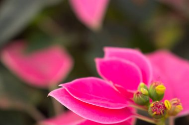 Doğadaki yaprak, doğadaki bitki yaprağı.