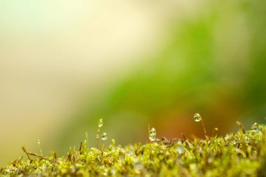 Doğadaki yaprak, doğadaki bitki yaprağı.